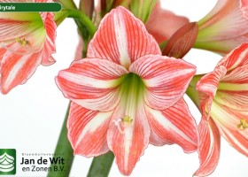 hippeastrum Fairytale ® (2)